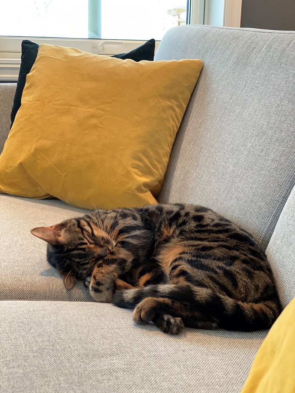 En katt hviler på sofaen